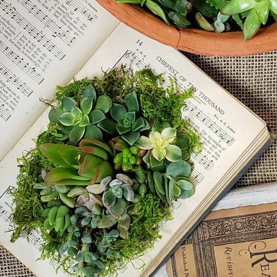A book with muscal notes printed on the page is partially hollowed out. Within this hole is an array of different succulents. Great mother's day gift.