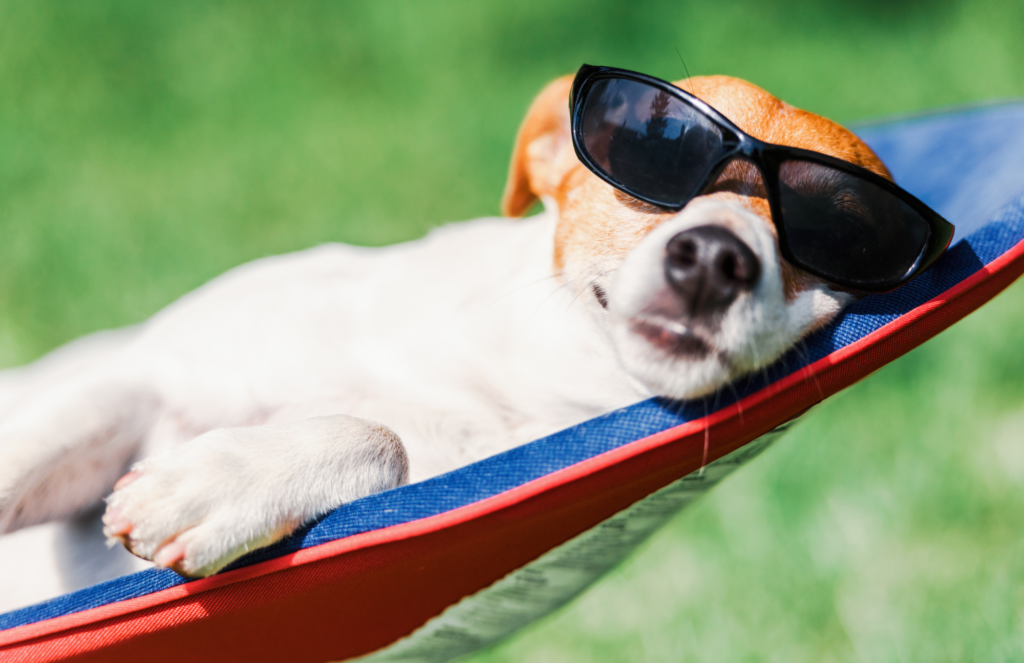 Small dog lays on tiny hammock while wearing sunglasses.